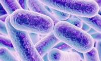 Чем опасны супербактерии, и как поможет новый антибиотик
