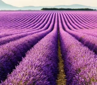 Салон красоты Lavanda